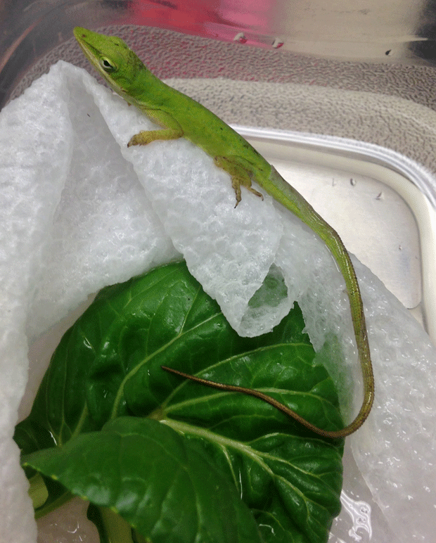 Pequeno lagarto da espécie Anolis carolinensis foi encontrado em pacote de salada (Foto: Mark Eastburn/AP)