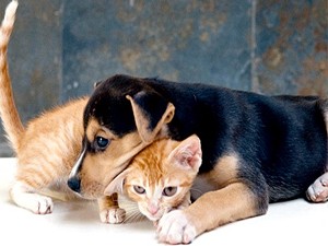 Cães e gatos serão castrados de graça em Itanhaém, SP (Foto: Prefeitura de Itanhaém)