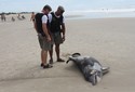 Boto de mais de 3m é achado morto na praia