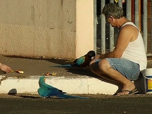 Edson Teubner dá alimento para as araras na calçada da casa dele (Foto: Reprodução / TV Tem)