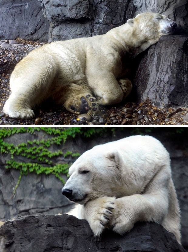 Urso Gus em fotos de arquivo da agência  AP (Foto: Diane Bondareff/AP)