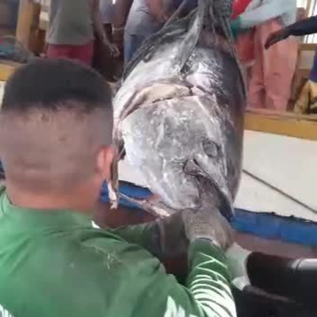 Atum azul de 400 kg é pescado na costa do Rio Grande do Norte Rio