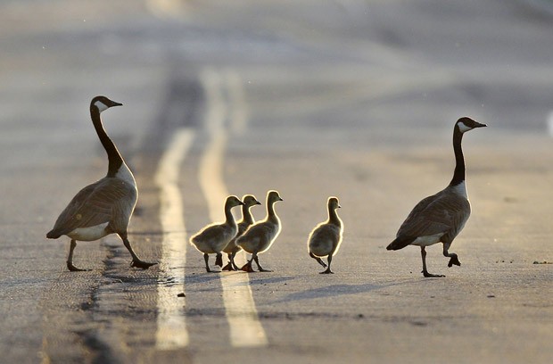 Família de gansos atravessa estrada ao anoitecer em East Rutherford, no estado americano de Nova Jersey (Foto: Mel Evans/AP)