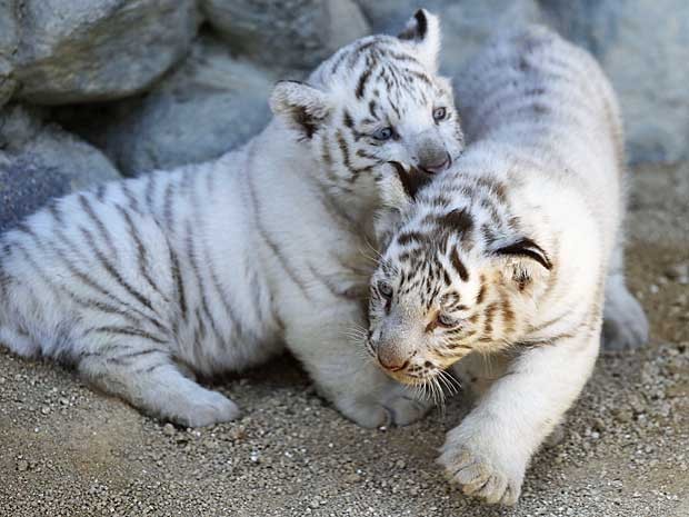 Tigres com pele branca e olhos claros são raros na natureza. Uma anomalia genética faz com eles percam a tradicional cor laranja. Em todo o mundo, existem cerca de 250 tigres albinos. (Foto: Koji Sasahara / AP Photo)