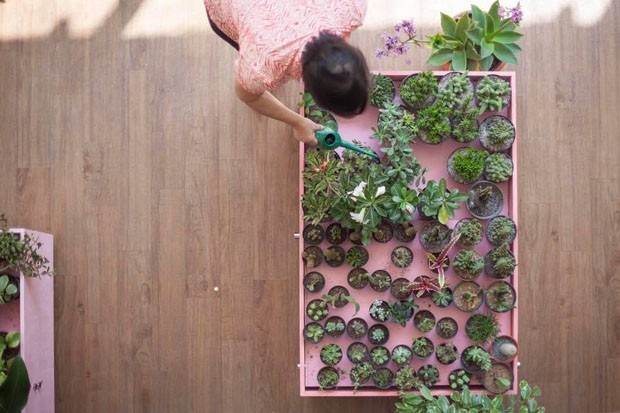 6 dicas básicas para cuidar das plantas no verão (Foto: Reprodução)