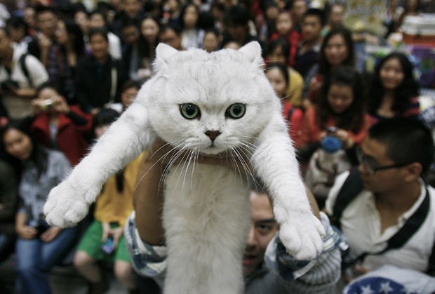 Homem segura gato em exposição de gatos na China; estudo mostra como animais foram domesticados.  (Foto: AP Photo/File)