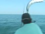 Peixe de quase 20 quilos é filmado saltando dentro de barco na Flórida