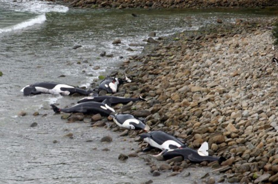 Segundo o governo neozelandês, a morte do grupo causa um impacto na população de orcas da Nova Zelândia, estimada em 200 exemplares (Fot Departamento de Conservação/AFP)