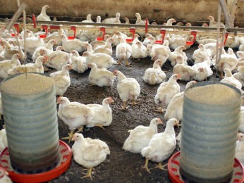 Em 2011, setor exportou 1 milhão de toneladas de carne de frango (Foto: Jonas Oliveira/AEn/Divulgação)