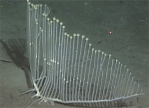 Robô captura imagem de 'esponja-harpa' (Foto: Reprodução/Instituto de Pesquisa do Aquário da Baía de Monterey)