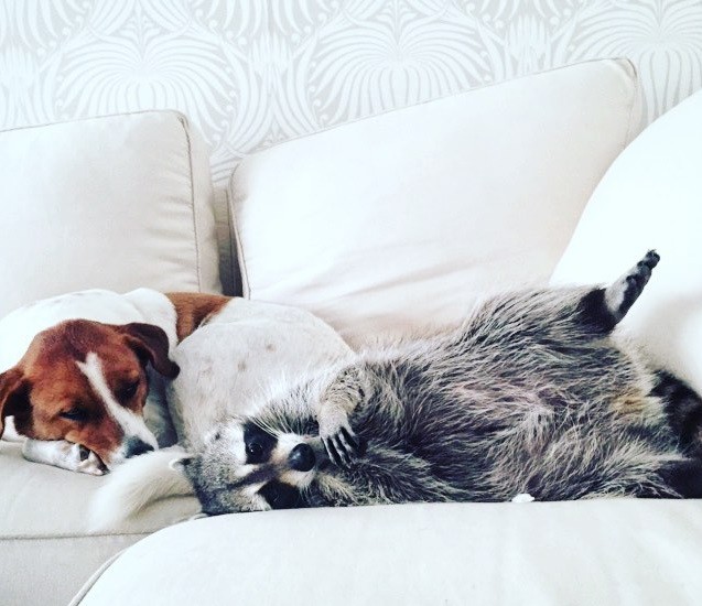 Após se recuperar de ferimentos em clínica veterinária, Abóbora foi morar com os Kemp