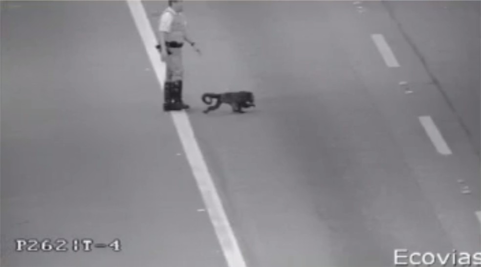 Policial tenta capturar macaco que atravessou rodovia dos Imigrantes (Foto: Reprodução/TV Globo)