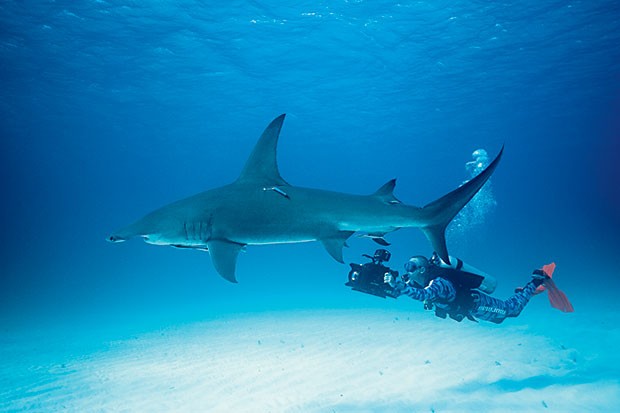 BELEZA Mergulhador filma um tubarão- martelo. Esse tipo de mergulho gera US$ 80 milhões por ano nas Bahamas (Foto: Lucas Pupo)