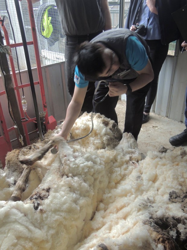 Grupo precisou de 42 minutos para tosquiar a lã da ovelha (Foto: RSPCA/Reuters)