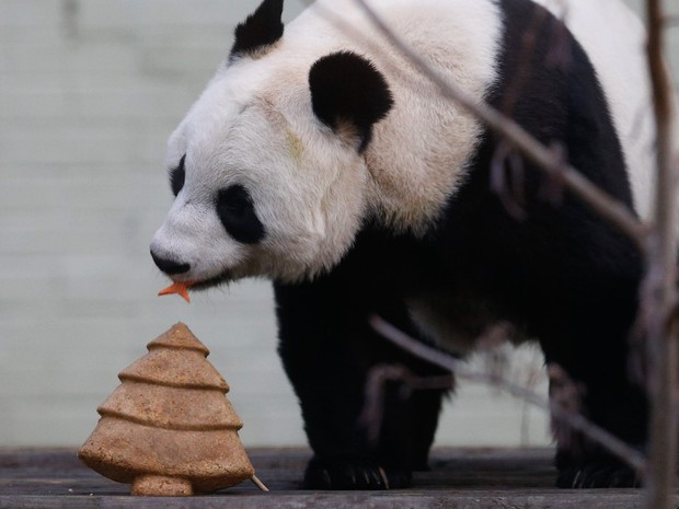 Tian Tian, um panda gigante, come um bolo em forma de árvore de natal no jardim zoológico de Edimburgo, na Escócia  (Foto: Russell Cheyne/Reuters)