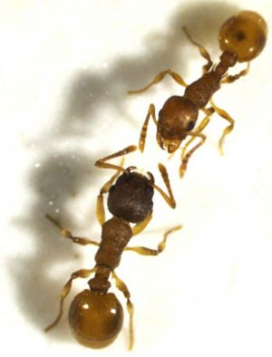 Imagem mostra formiga caçadora de escravas (abaixo) frente a frente com uma escrava (Foto: Miriam Papenhagen/Divulgação)