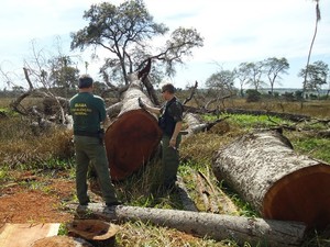 Árvores centenárias foram encontradas ao chão (Foto: Divulgação/ PF)