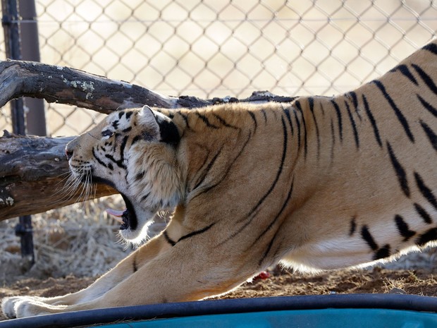 O tigre Laziz se espreguiça após ser liberado em seu novo recinto no Lionsrock Big Cat Sanctuary, em Bethlehem, na África do Sul, na quinta (25) (Foto: AP Photo/Themba Hadebe)