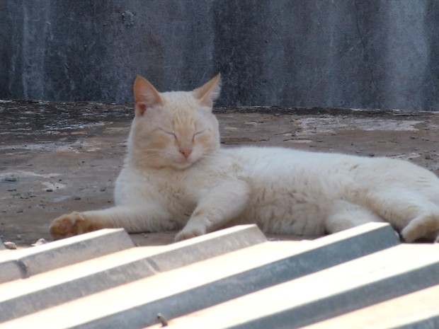 Gato castração projeto (Foto: Reprodução/ TV Morena) Gato castração projeto (Foto: Reprodução/ TV Morena)