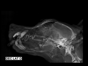 Radiografia aponta fratura bilateral na mandíbula de beagle. (Foto: Reprodução)