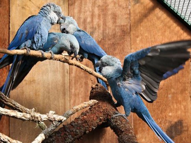 Lavradoras se emocionam ao avistar ararinha-azul livre (Foto: BBC)