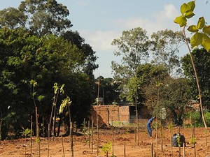 Prefeitura espera replantar 150 hectares por ano nos próximos 10 anos (Foto: Divulgação/Prefeitura)