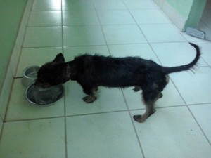 Cão já brinca e consegue se entrosar com outros animais (Foto: Roberto Macedo)