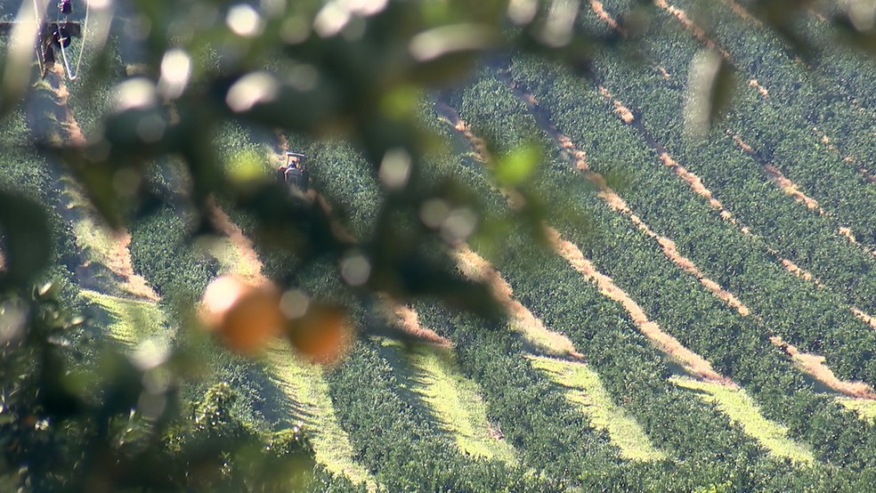 No município de Pratânia (SP), a produção de laranja representa 20% da atividade econômica local (Foto: Reprodução/TVTEM)