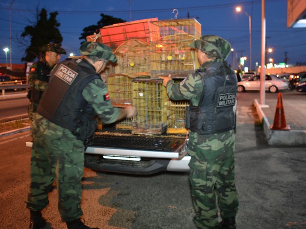 Mais de 200 aves foram resgatadas em três dias (Foto: Walter Paparazzo/G1)