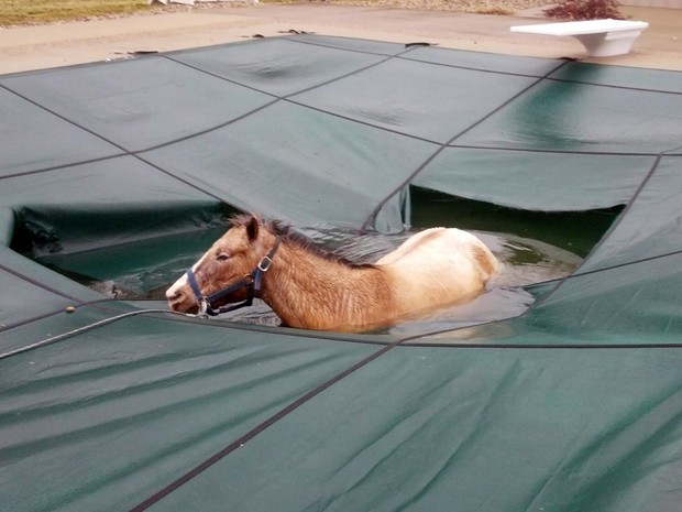 Resgate de cavalo  cego que caiu na piscina da residência onde vive em Pimento (EUA). (Foto: Jack Harvey/AP Photo)