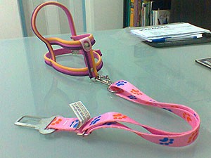 Cinto de segurança para cachorro, Bahia (Foto: Lílian Marques/ G1) Cinto de segurança para cachorro, Bahia (Foto: Lílian Marques/ G1)