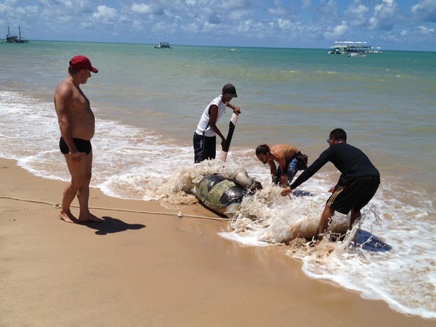 De acordo com informações da Organização Não Governamental, Guajiru, que desenvolve projetos com tartarugas marinhas, no primeiro trimestre de 2013 foram encontradas mais de 70 tartarugas mortas na orla de João Pessoa e Cabedelo, Região Metropolitana. (Foto: Walter Paparazzo/G1)