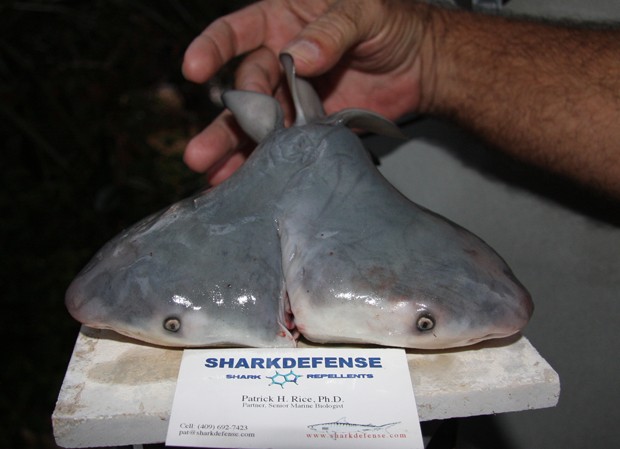 Pescadores encontraram animal com cabeças e órgãos independentes, mas com apenas uma cauda (Foto: Shark Defense/Florida Keys Community College)