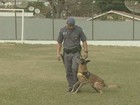 Operações com auxílio dos cães da PM crescem 47% em Piracicaba, SP