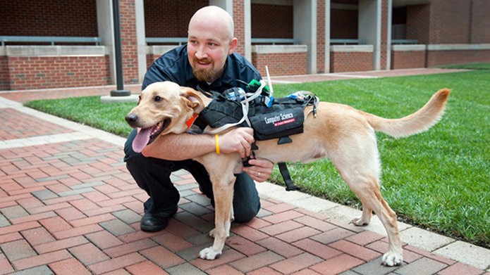 Cão usa conjunto de arreios com os sensores para dar mais informações ao dono (Foto: Divulgação)