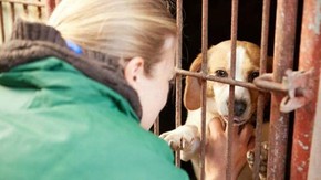 Grupo de ativistas acredita que há maneiras de colocar fim ao consumo de carne canina  (Foto: Change For Animals Foundation)
