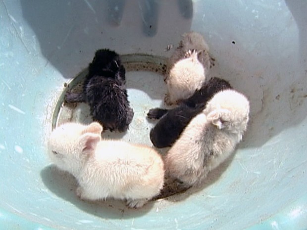 Animais resgatados em Veríssimo (Foto: Reprodução/TV Integração)