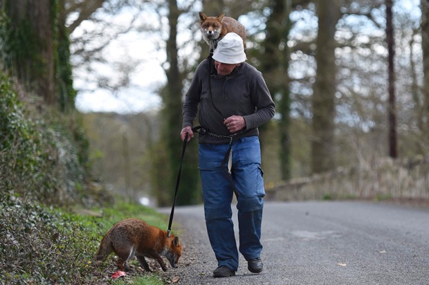 Irlandês Patsy Gibbons mantém duas raposas de estimação (Foto: Clodagh Kilcoyne/Reuters)