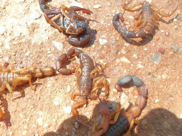 Escorpiões que apareceram em casas de Natividade, no sudeste do Tocantins  (Foto: Verônica Tavares/Vc no G1)