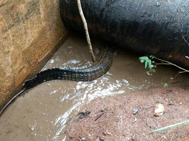 Jacaré caiu em vala causada por erosão (Foto: Polícia Militar Ambiental/ Divulgação)