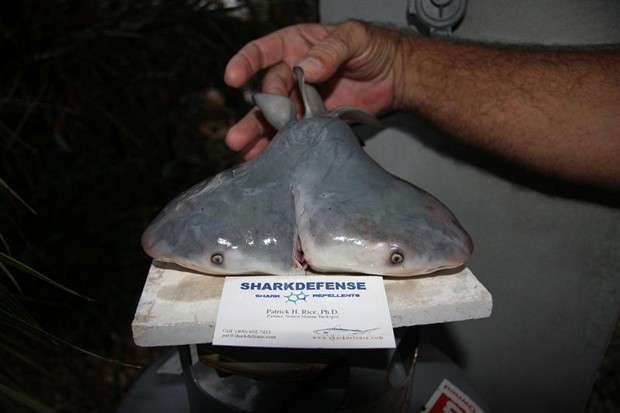 Na foto, o primeiro tubarão-touro de duas cabeças descoberto por cientistas. O animal foi encontrado no Golfo do México em 2011 (Foto: EFE/Patrick Rice/Shark Defense/Florida Keys Community College)