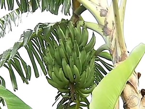 Produto foi proibido de vender por oito anos (Foto: Reprodução/TV Integração) Produto foi proibido de vender por oito anos (Foto: Reprodução/TV Integração)
