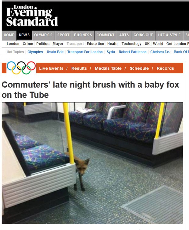 Raposa foi flagrada andando de metrô em Londres. (Foto: Reprodução/London Evening News)