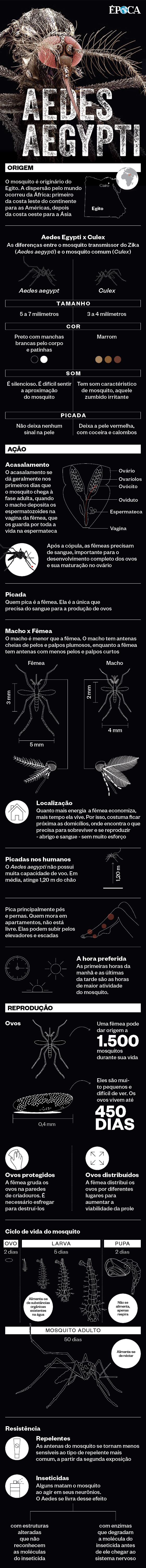 Aedes Aegypti (Foto: Época )