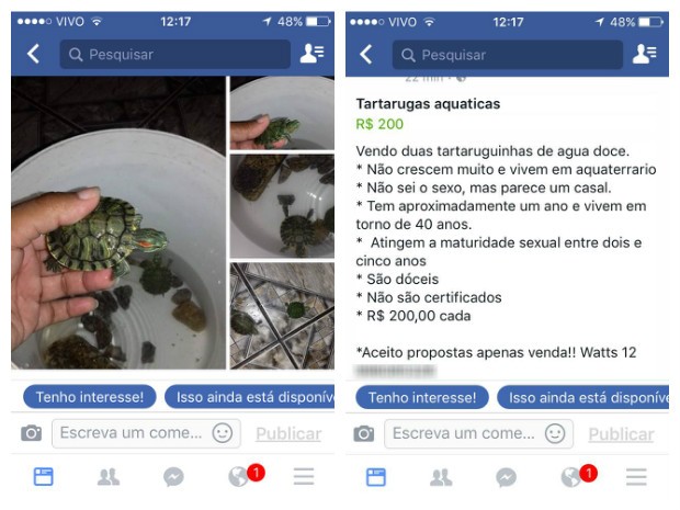 Duas tartarugas aquáticas foram apreendidas em São Sebastião (Foto: Divulgação/Polícia Ambiental)