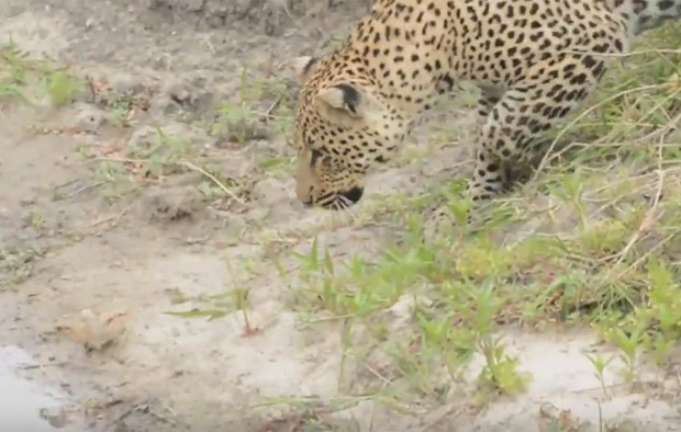 Ave aproveitou descuido de leopardo para fugir (Foto: Reprodução/YouTube/Kruger Sightings) Ave aproveitou descuido de leopardo para fugir (Foto: Reprodução/YouTube/Kruger Sightings)