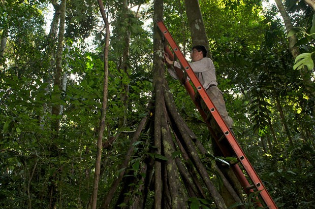 Psquisador mede dimetro de rvore da Amaznia no Peru (Foto: Jake Bryant/Nature)