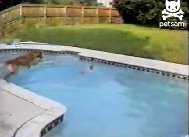 Cão pula dentro da piscina para salvar filhote que estava se afogando (Foto: Reprodução/YouTube/Petsami)