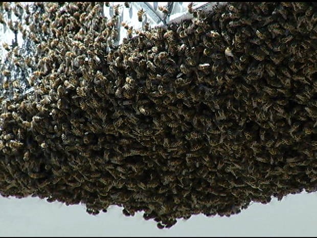 Detalhe das abelhas aglomeradas que assustando moradores da passagem Conceição, em Belém. (Foto: Reprodução/TV Liberal)