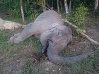 Elefante-símbolo de parque indonésio é encontrado morto e sem as presas